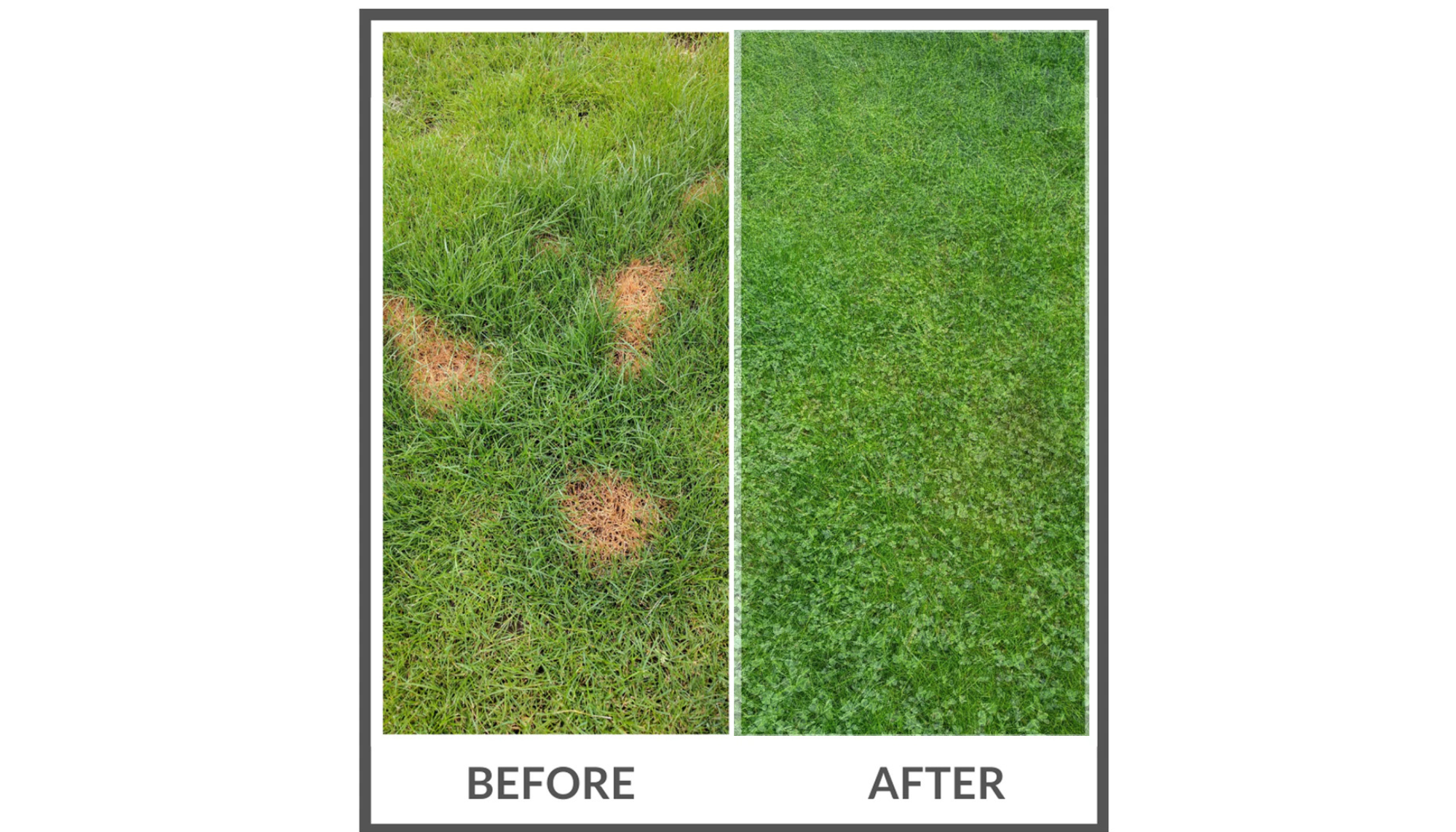 Before and after comparison of a lawn with patches of brown grass on the left and green grass on the right.