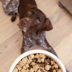 Dog looking at a bowl of kibble on a wooden floor