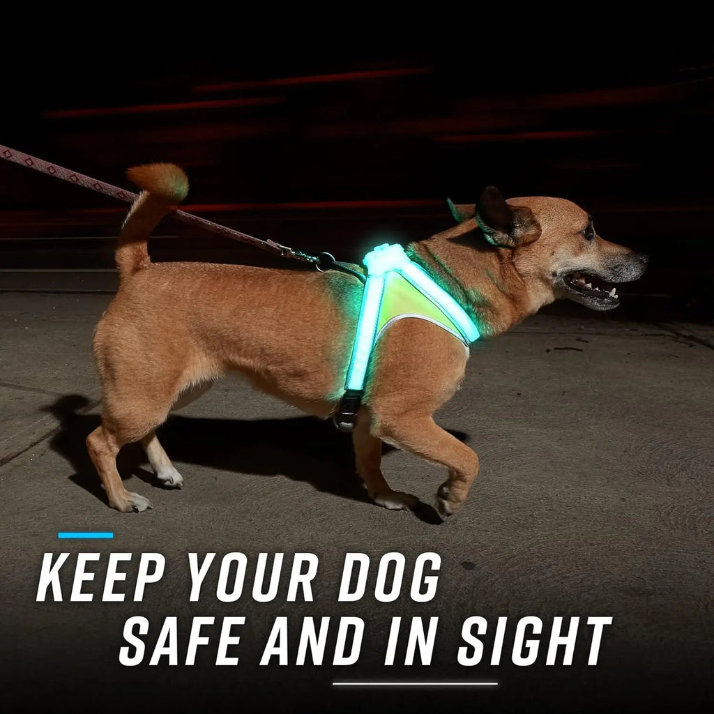 Dog wearing a glowing harness at night with text 'Keep your dog safe and in sight'.