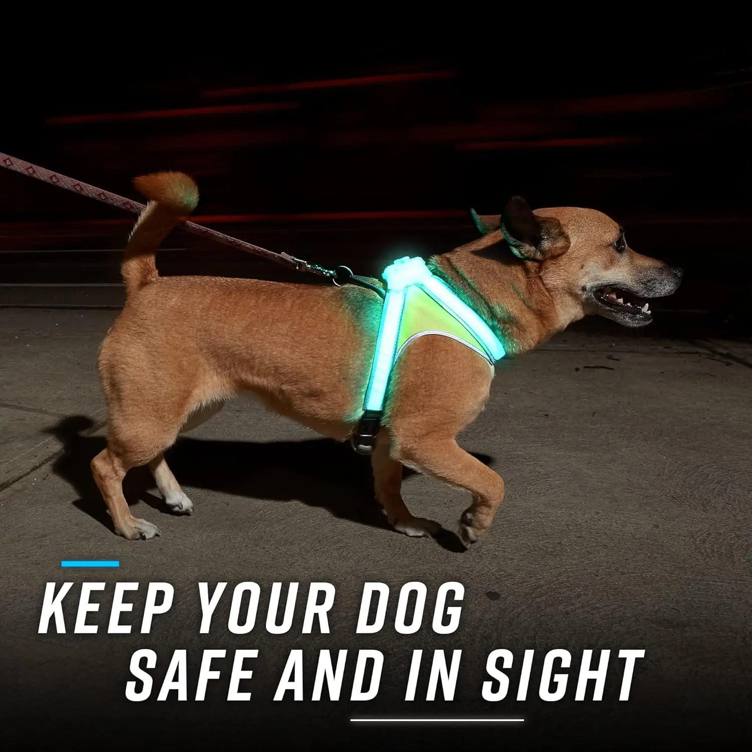 Dog wearing a glowing harness at night with text 'Keep your dog safe and in sight'.