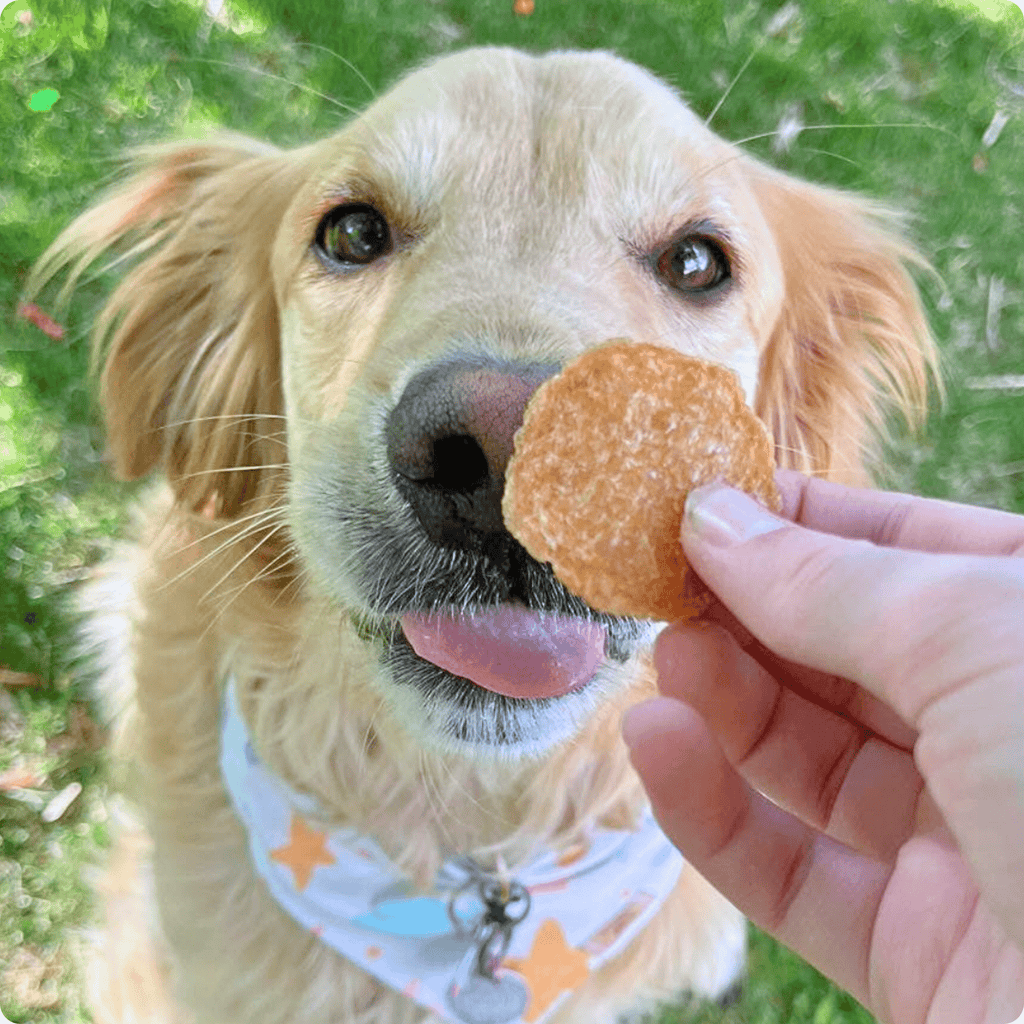 Dog with a treat held