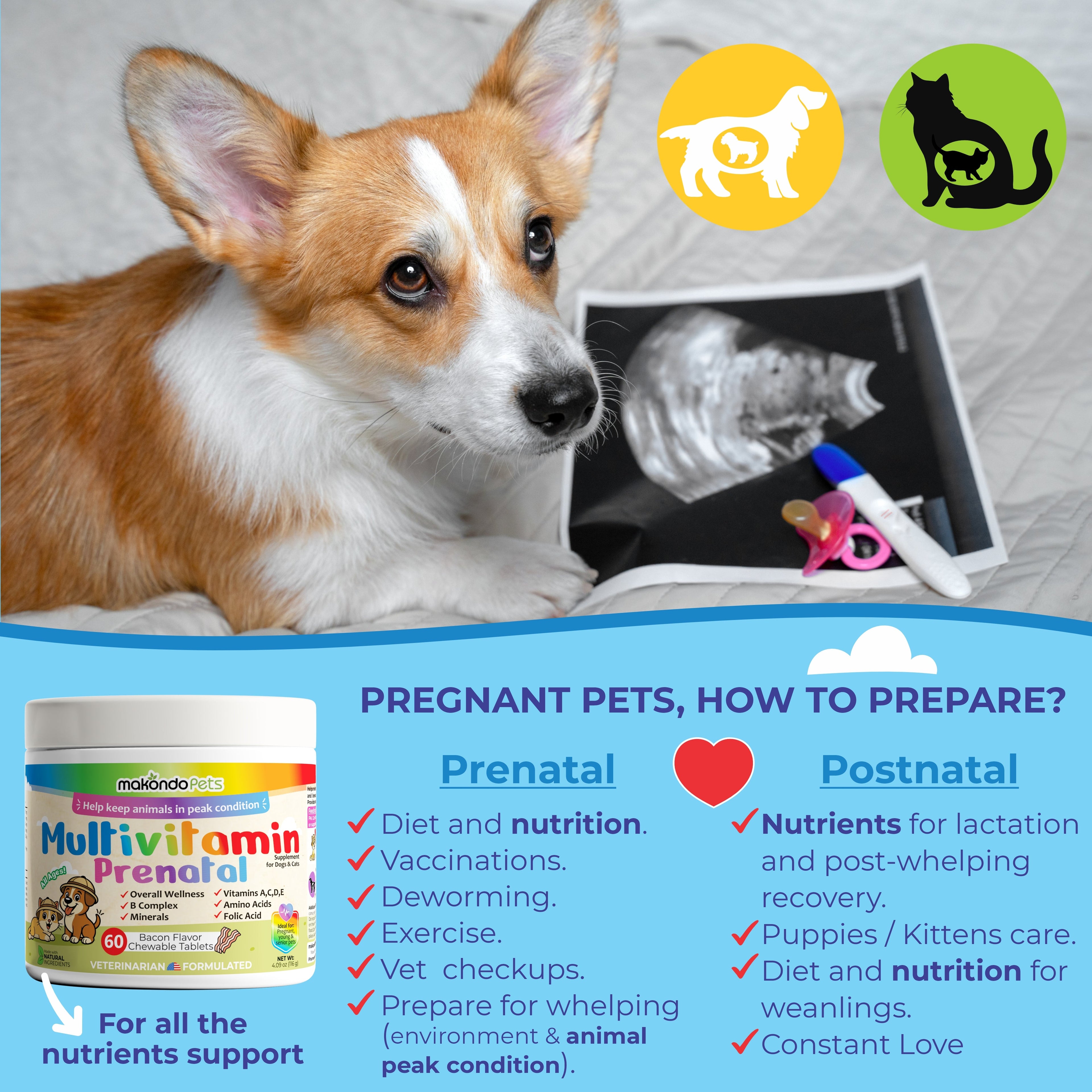 Dog with prenatal vitamins and ultrasound, focusing on pet health and care.