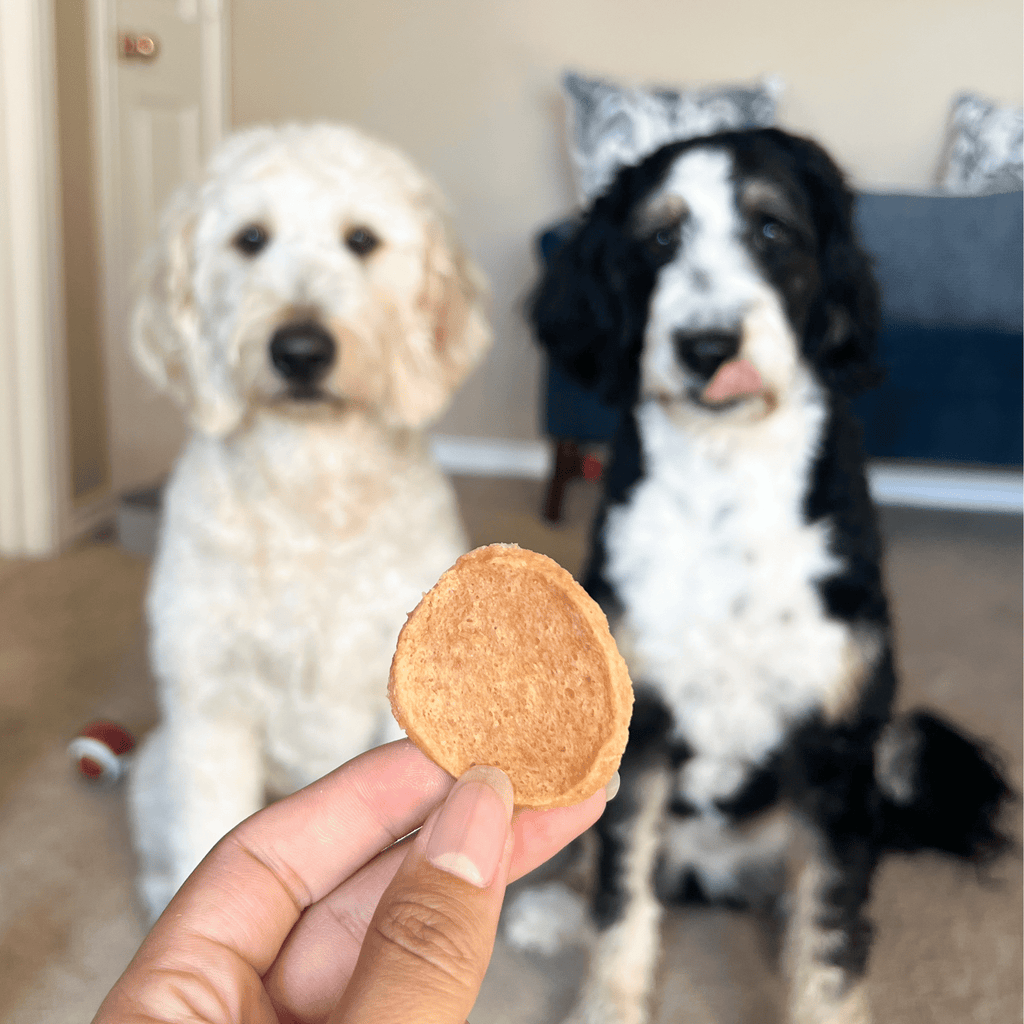 dog treat in front of two dogs sitting on a couch.