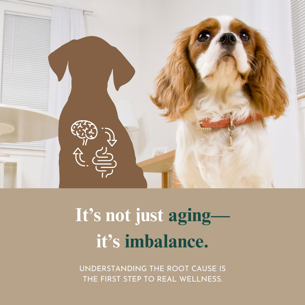 Holistic Health Toolkit for Pet Parents