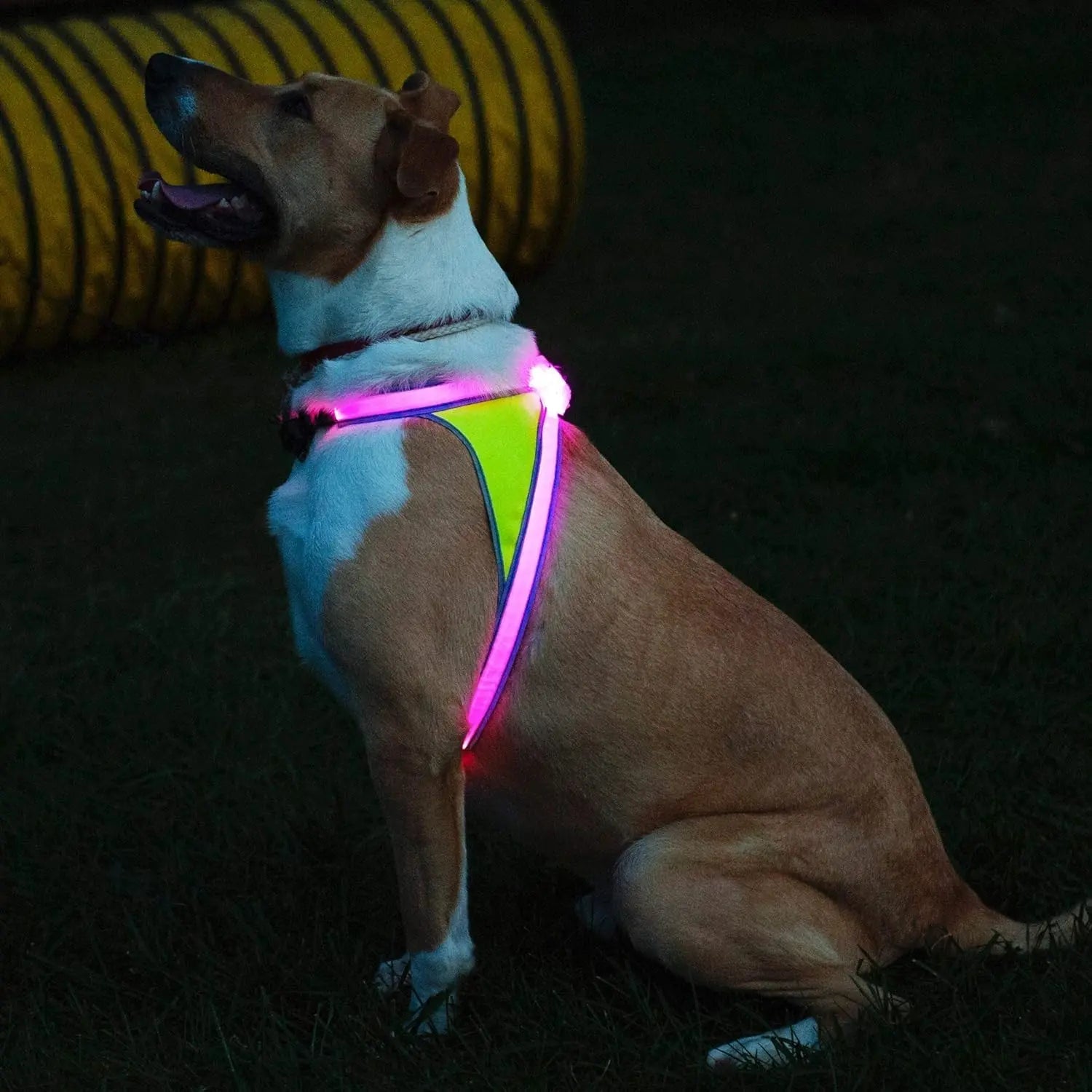 Dog wearing a colorful LED harness sitting on grass at night.