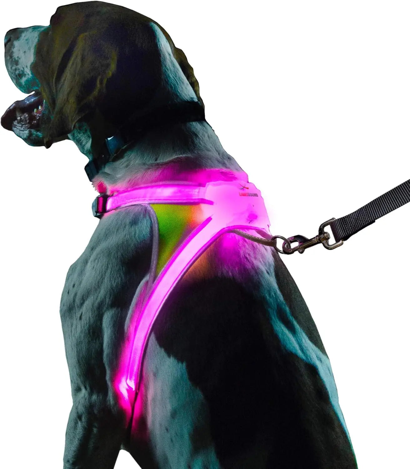 Dog wearing a pink LED harness on a white background