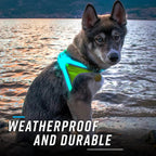 Dog wearing a weatherproof and durable vest by a body of water.