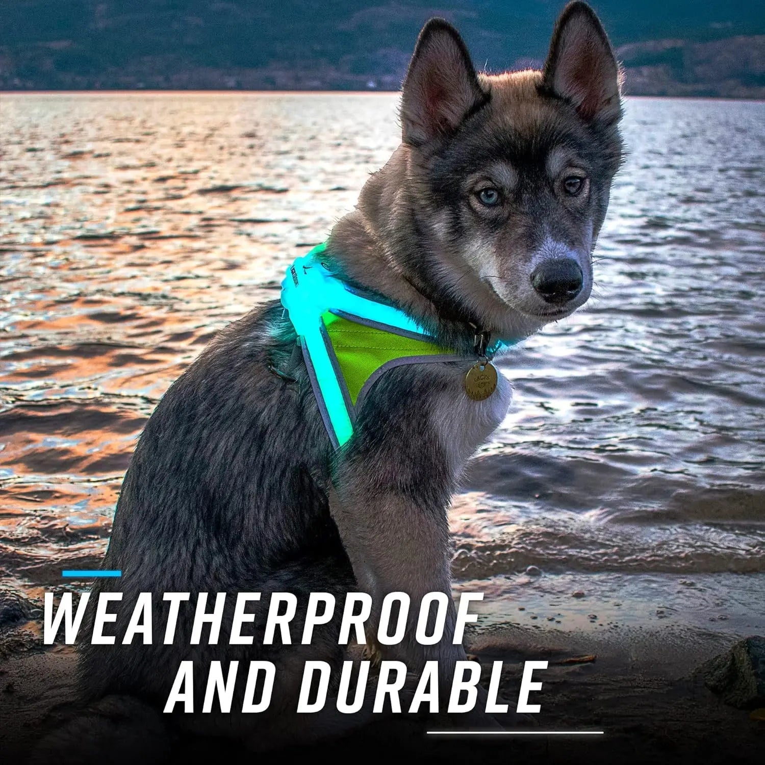 Dog wearing a weatherproof and durable vest by a body of water.