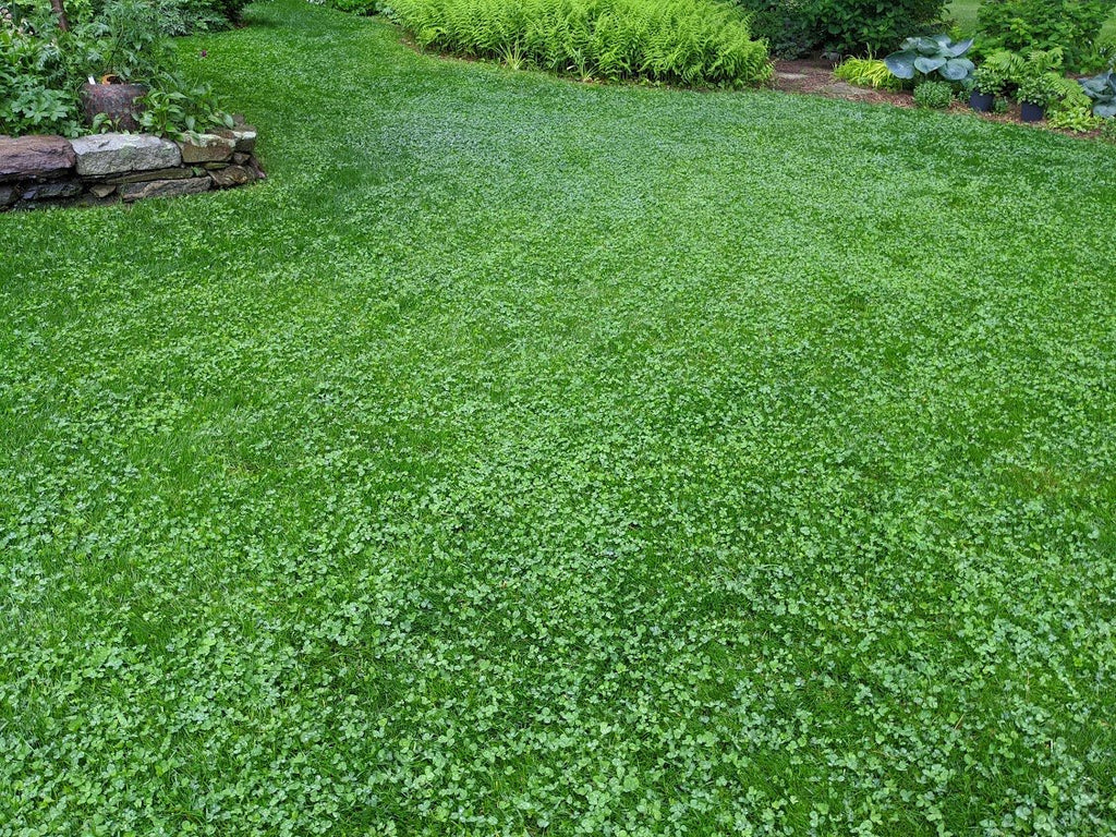 Lush green lawn with a stone wall and garden bed in the background