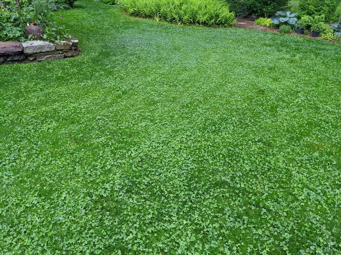 Lush green lawn with a stone wall and garden bed in the background