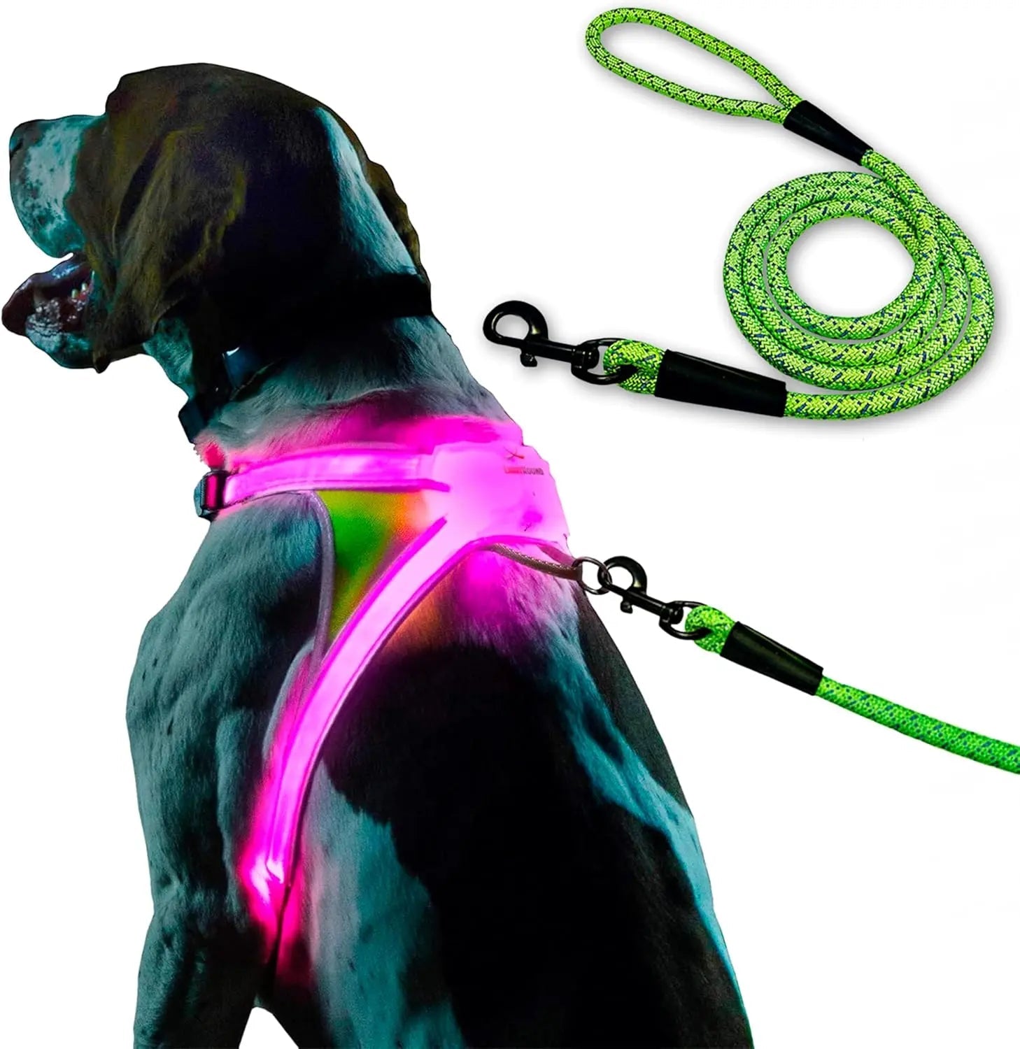 Dog wearing a glowing pink harness with a green leash on a white background