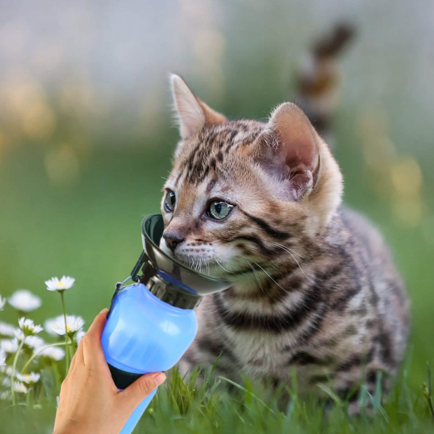 Road trip water bottle