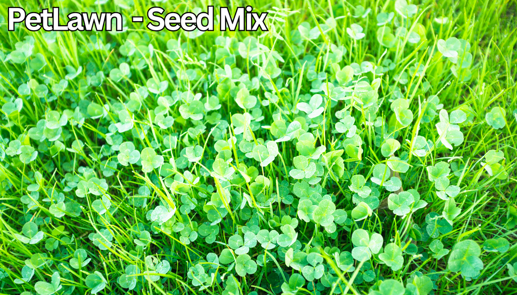 Close-up of clover plants with 'PetLawn - Seed Mix' text at the top.