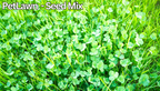 Close-up of clover plants with 'PetLawn - Seed Mix' text at the top.