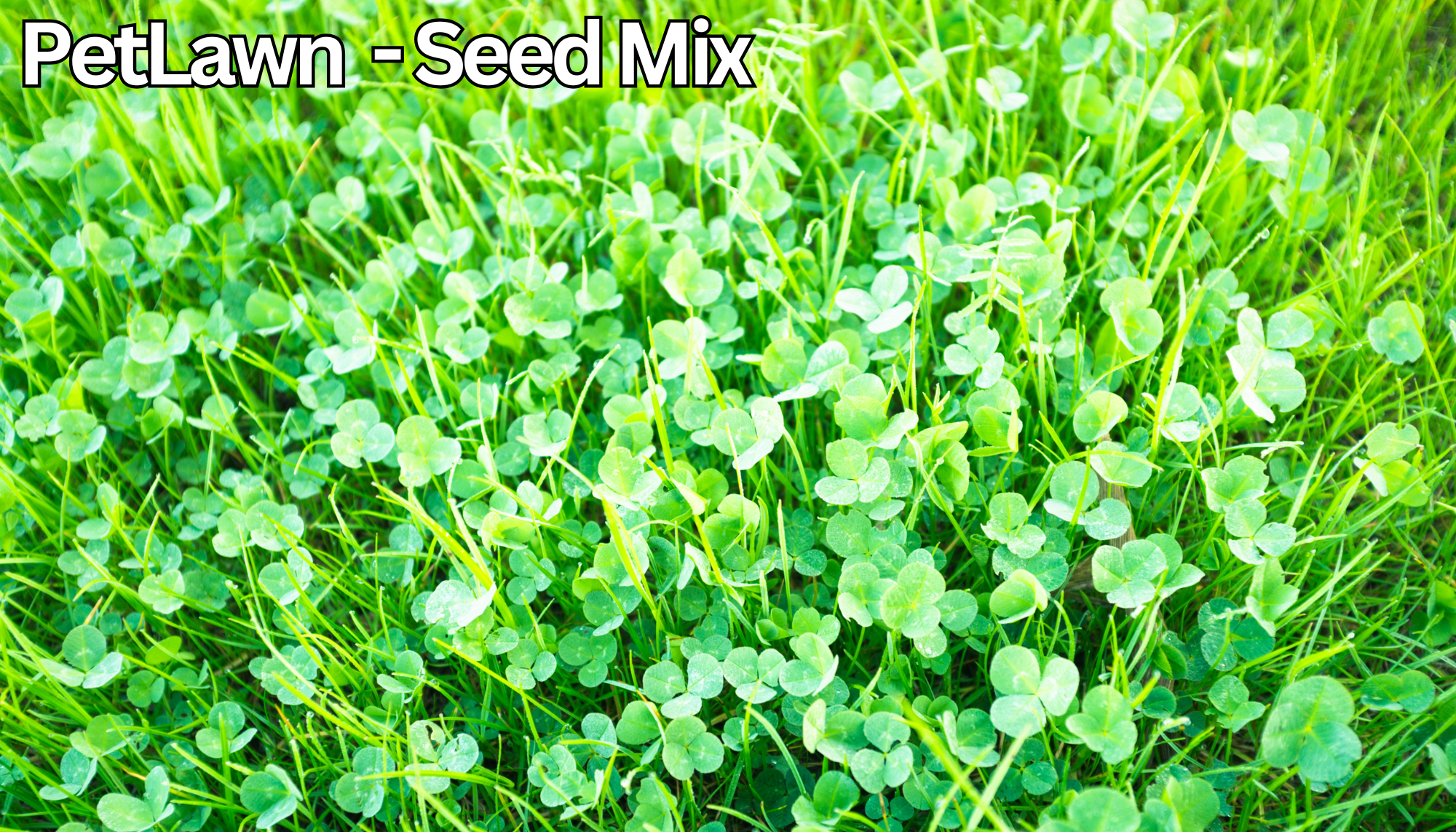 Close-up of clover plants with 'PetLawn - Seed Mix' text at the top.