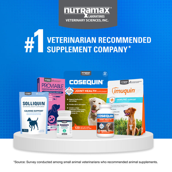 Happy active dog taking Nutramax Cosequin joint supplement soft chew