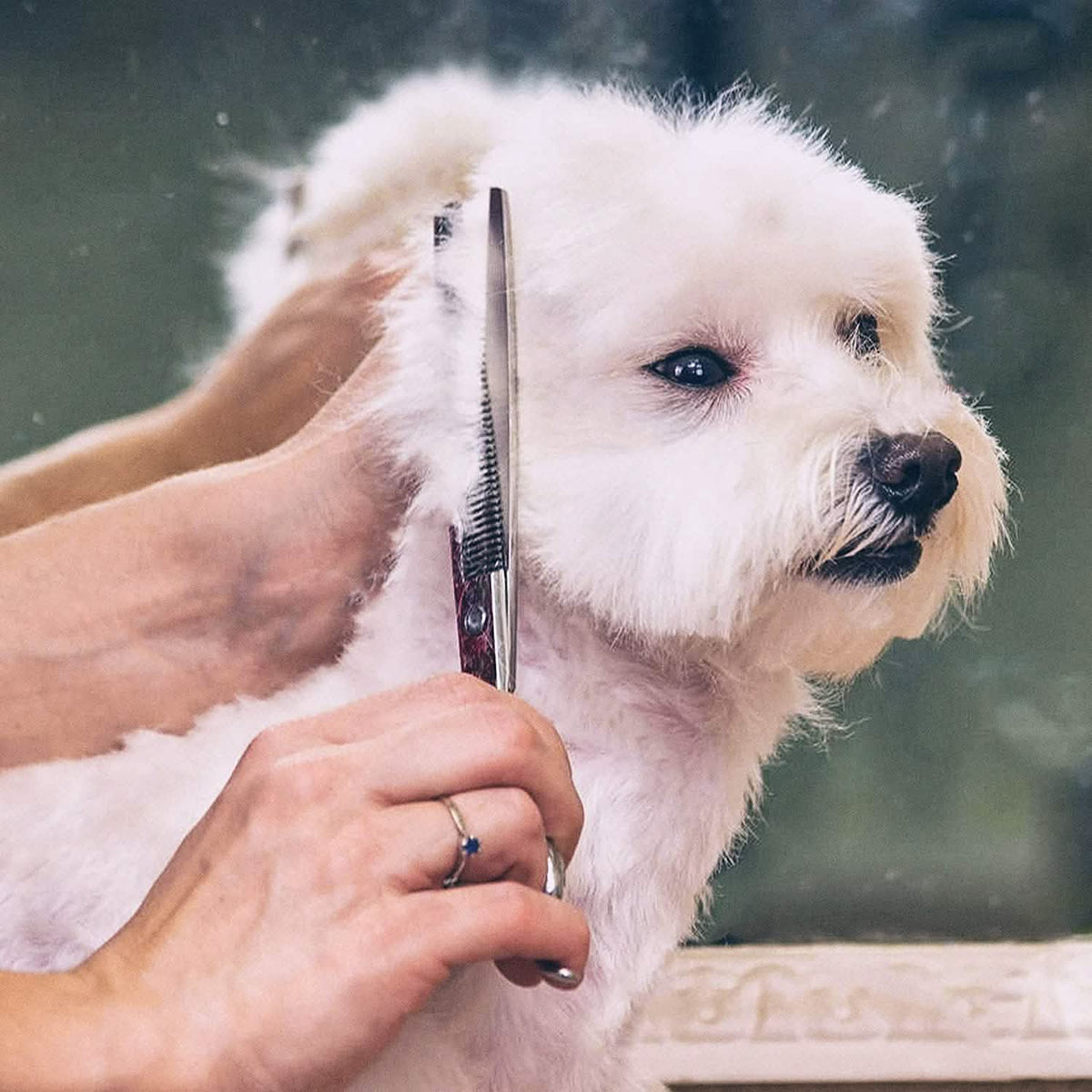 Grooming & Hygiene