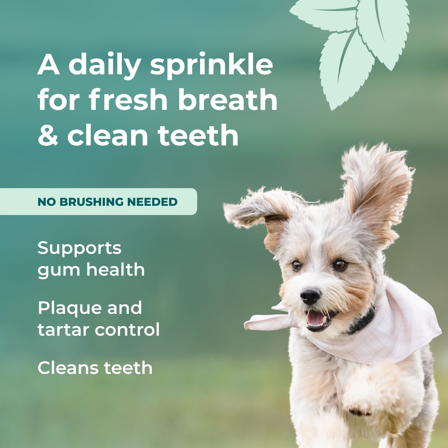 support gum health cleans teeth