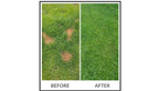PetLawn™ Dog-Friendly Lawn Mix – Durable, Pet-Safe Grass & Clover Blend