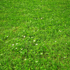 PetLawn™ Dog-Friendly Lawn Mix – Durable, Pet-Safe Grass & Clover Blend