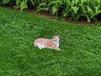 Cat lying on a grassy area with ferns in the background