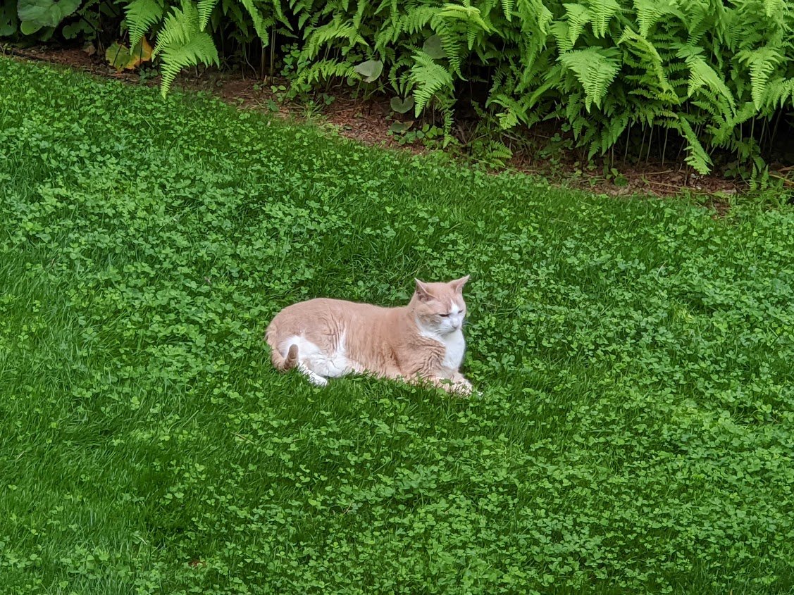 Cat lying on a grassy area with ferns in the background